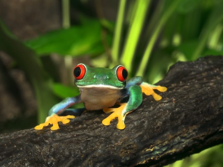 Red-eyed frog in ARTIS
