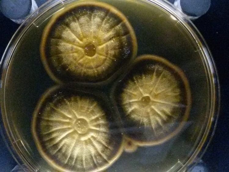 Bacterial culture in Micropia