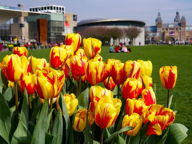 Das Van Gogh Museum auf dem Museumsplatz fotografiert hinter den Tulpen.